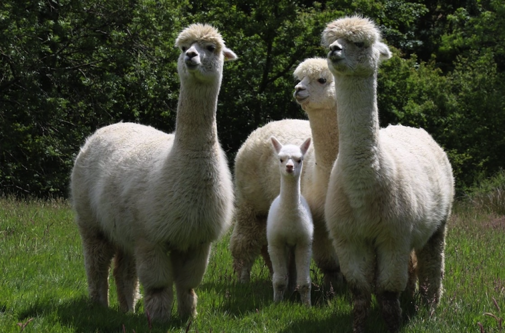 Alpaca Family